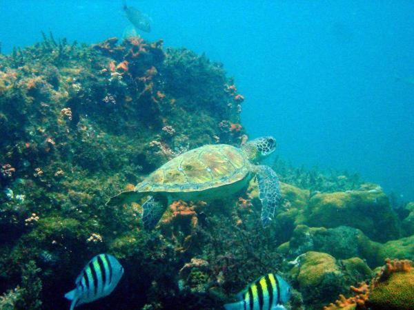 Pousada Tropical Aracatiba Praia de Araçatiba Buitenkant foto